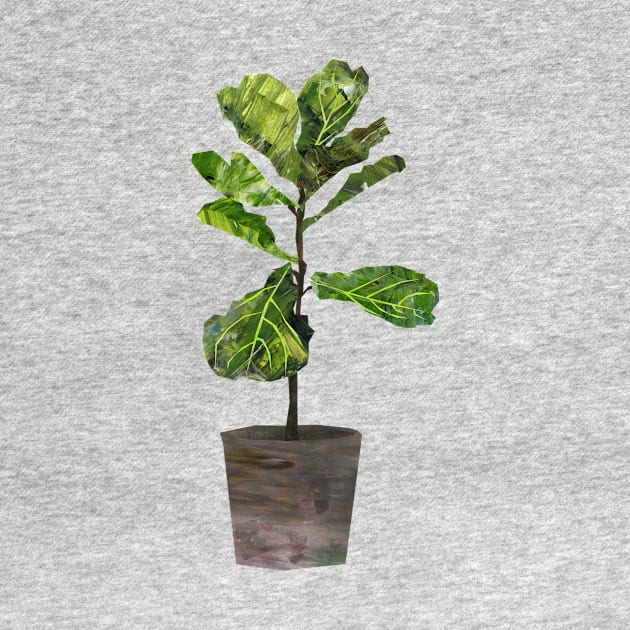 Fiddle-leaf fig by Babban Gaelg